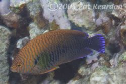Potter's Angelfish. Nikon D100.105mm lens. Light & Motion... by Patrick Reardon 